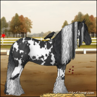 Horse Color:White Spotted Black