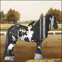 Horse Color:White Spotted Smoky Black