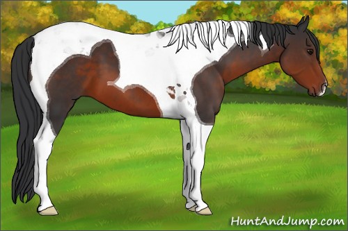 Horse Color:Brown Tobiano