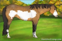 Horse Color:Buckskin Frame 