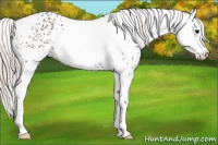 Horse Color:White Spotted Silver Brown Appaloosa Rabicano 