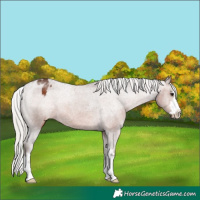 Horse Color:Silver Brown Appaloosa