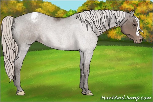 Horse Color:Silver Black Appaloosa 