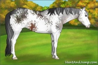 Horse Color:White Spotted Brown Sabino 