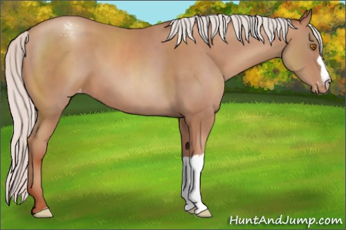Horse Color:Silver Classic Champagne Appaloosa 
