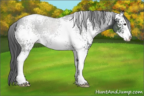 Horse Color:White Spotted Black Sabino Appaloosa