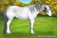 Horse Color:White Spotted Black Sabino Appaloosa