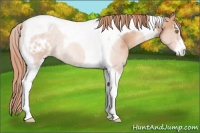 Horse Color:Gold Champagne Sabino Tobiano Appaloosa