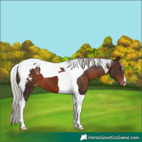Horse Color:Silver Brown Tobiano Appaloosa 