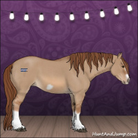 Horse Color:Red Dun Roan Splash Frame Rabicano 