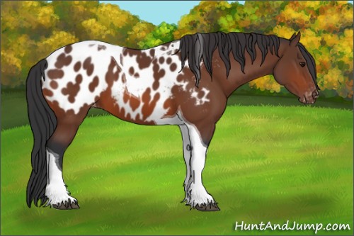 Horse Color:Bay Tobiano Appaloosa 