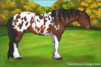 Horse Color:Bay Tobiano Appaloosa 