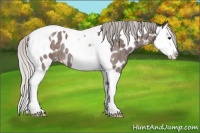 Horse Color:Silver Brown Roan Splash Tobiano Appaloosa 