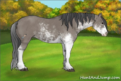 Horse Color:Grullo Sabino 