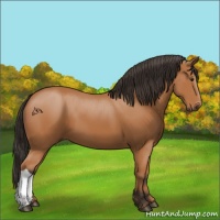 Horse Color:Bay 