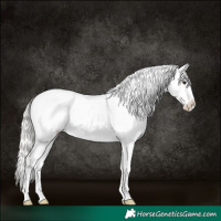 Horse Color:Silver Bay Ice Appaloosa Rabicano 