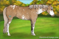 Horse Color:Silver Buckskin Dun Sabino Appaloosa 