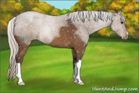 Horse Color:Silver Buckskin Appaloosa 