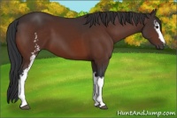 Horse Color:White Spotted Bay 