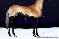 Horse Color:Void Silver Bay Onyx Splash 