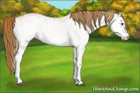 Horse Color:White Spotted Chestnut 