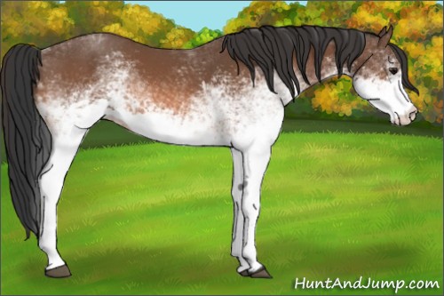 Horse Color:White Spotted Bay