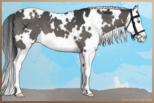 Horse Color:White Spotted Grullo Splash 