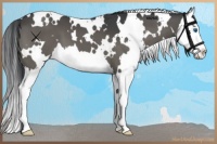 Horse Color:White Spotted Grullo Splash 