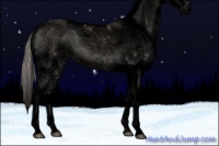 Horse Color:Void Silver Grullo Onyx Sabino Splash 