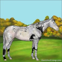Horse Color:Watercolor White Spotted Silver Brown Ice Pearl Appaloosa