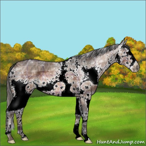 Horse Color:Plaid  White Spotted Brown Ice Roan Splash 