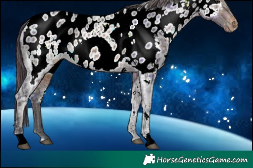Horse Color:Plaid  White Spotted Brown Ice Appaloosa 