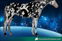 Horse Color:Plaid  White Spotted Brown Ice Appaloosa 