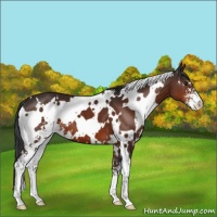 Horse Color:White Spotted Brown Sabino