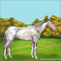 Horse Color:White Spotted Black Pearl