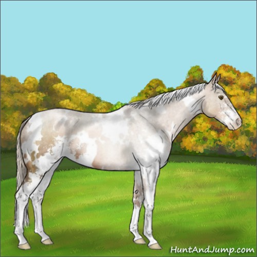 Horse Color:White Spotted Liver Chestnut Pearl Sabino 
