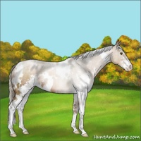 Horse Color:White Spotted Liver Chestnut Pearl Sabino 
