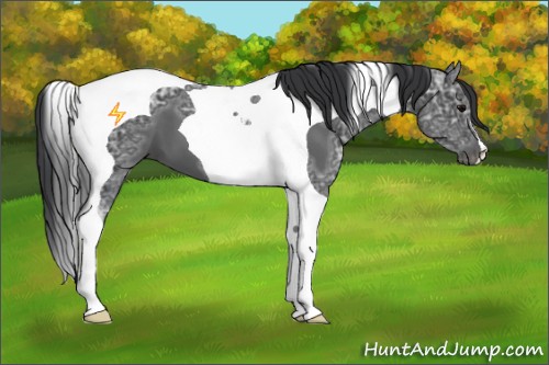 Horse Color:Black Ice Tobiano 