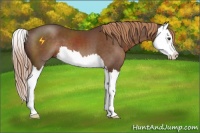 Horse Color:Liver Chestnut Sabino Splash
