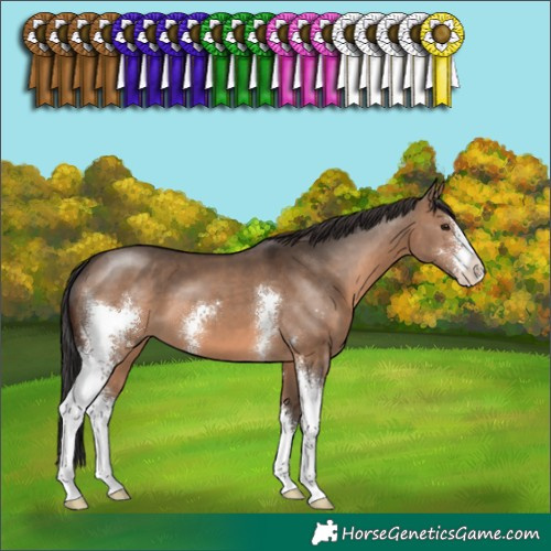Horse Color:Brown Dun Sabino 