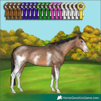 Horse Color:Brown Dun Sabino