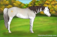 Horse Color:Classic Champagne Dun Sabino Splash 