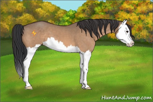 Horse Color:Brown Dun Sabino Splash