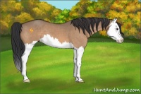 Horse Color:Brown Dun Sabino Splash 