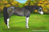Horse Color:Black Sabino