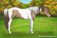 Horse Color:Black Pearl Tobiano 