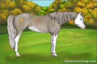 Horse Color:Silver Grullo Sabino Splash