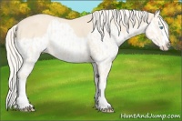 Horse Color:Cremello Splash  and Cremello Splash 