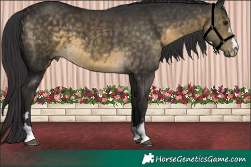 Horse Color:Buckskin 