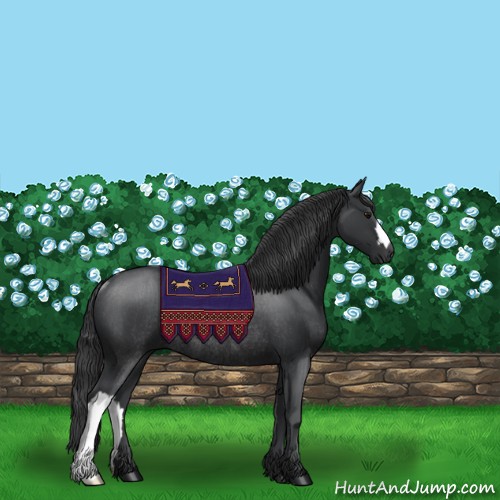 Horse Color:Black Rabicano 